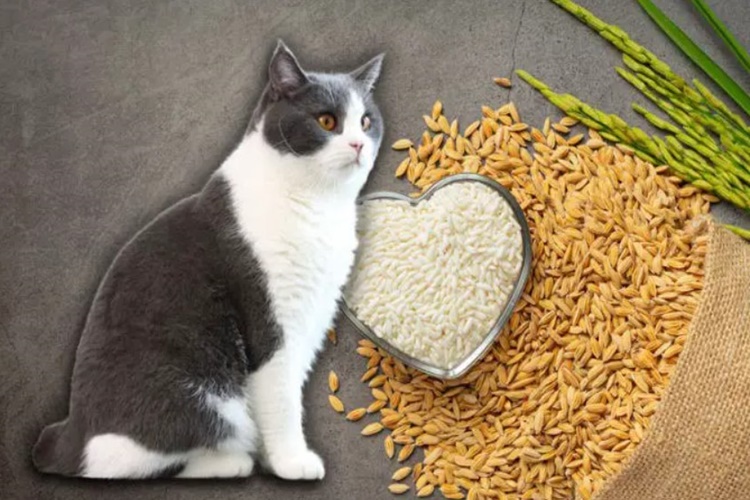 Kedi Bulgur Yer Mi?