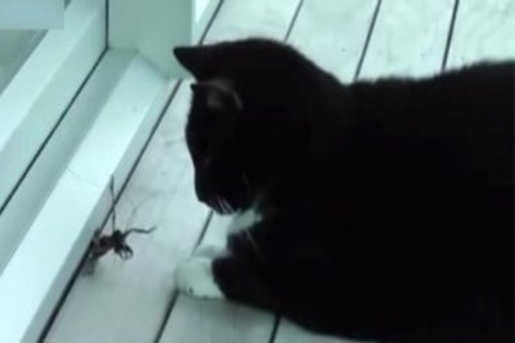 Kedi Çekirge Yer Mi?