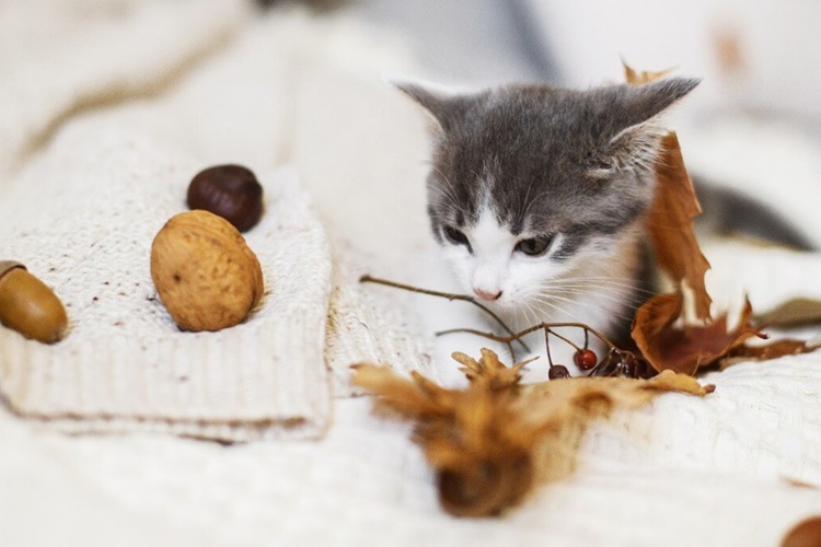 Kedi Ceviz Yer Mi?