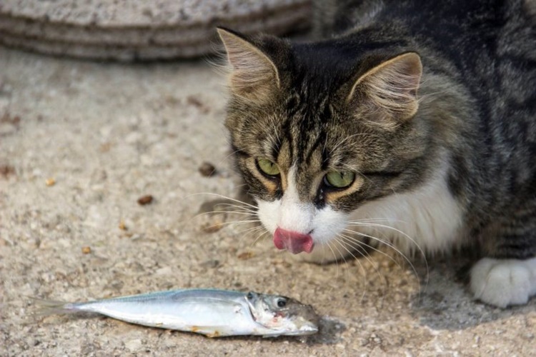 Kedi Çiğ Balık Yerse Ne Olur?