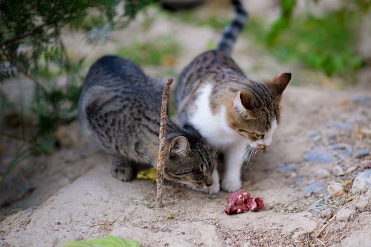 Kedi Çiğ Ciğer Yer Mi?