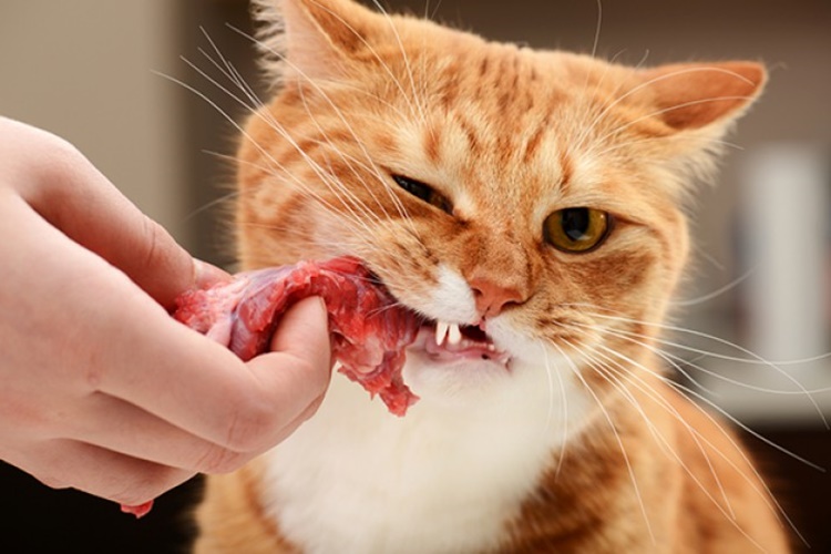 Kedi Çiğ Et Yer Mi?