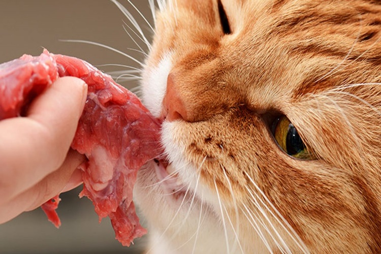 Kedi Çiğ Kıyma Yerse Ne Olur?