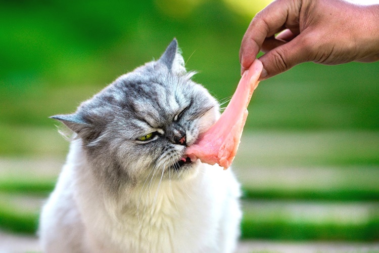 Kedi Çiğ Tavuk Yerse Ne Olur?