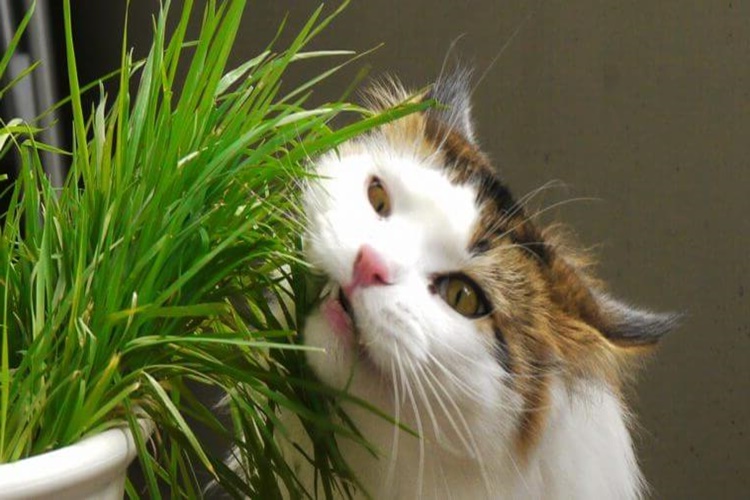 Kedi Çim Yer Mi?