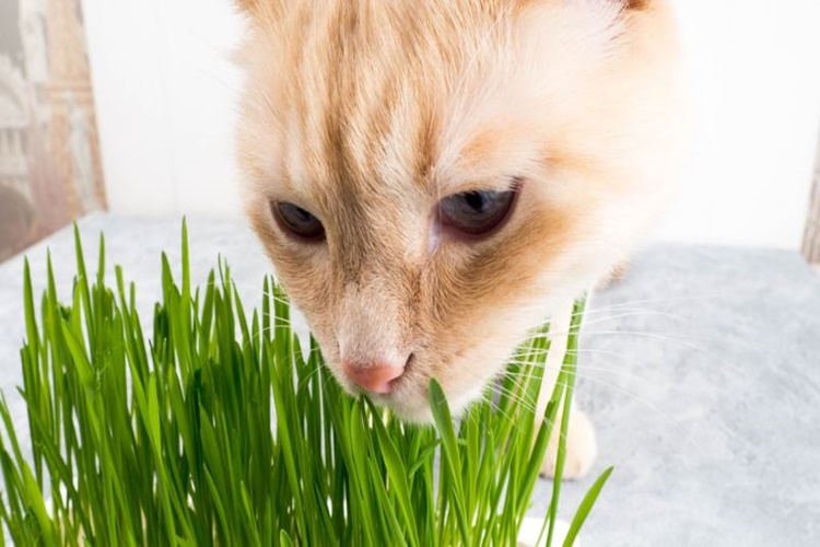 Kedi Çimi Nedir? Ne İşe Yarar?