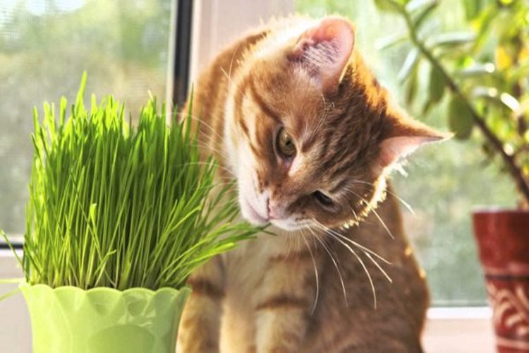 Kedi Çimi Ne Kadar Verilmelidir?