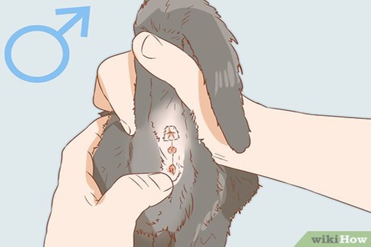 Kedi Cinsiyet Özellikleri Nelerdir?