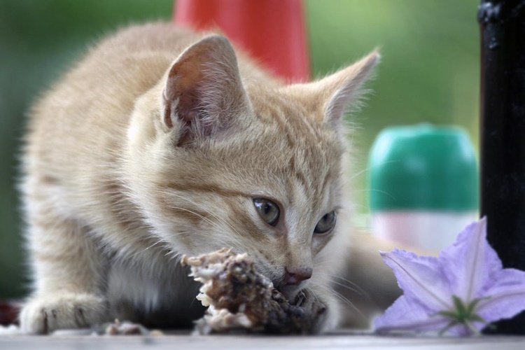 Kedi Çok Yerse Ne Olur?