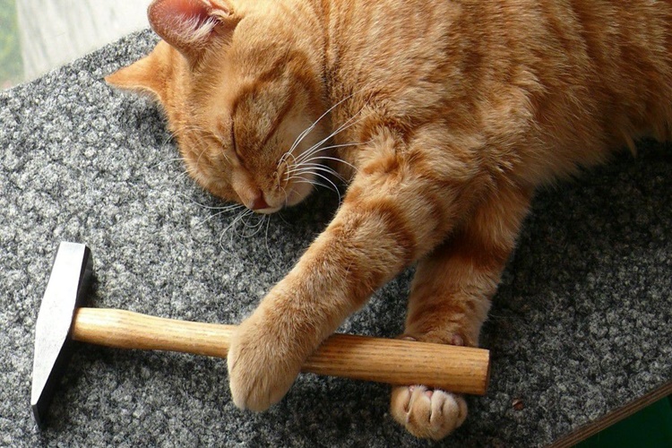 Kedi Davranış Bozukluğu Nedir?