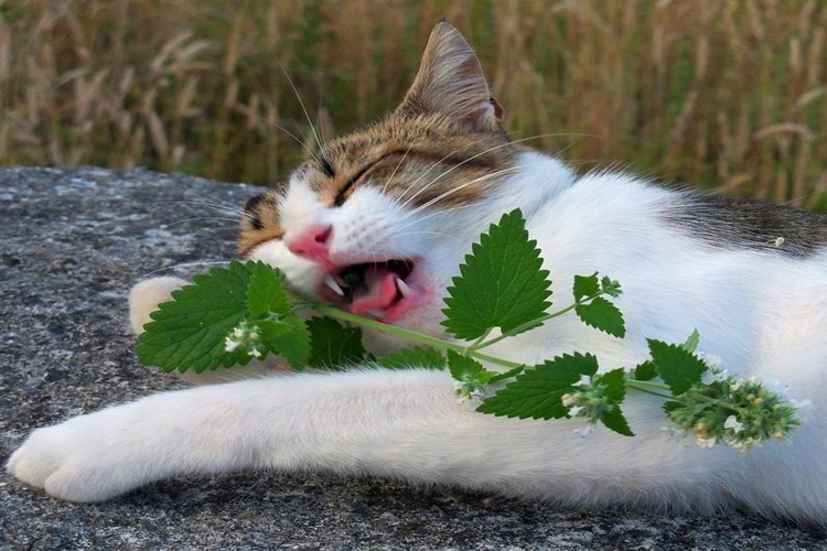 Kedi Dereotu Yer Mi?