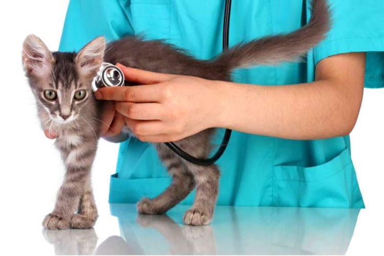  Kedi Dışkısında Kan ve Mukus Nedir?