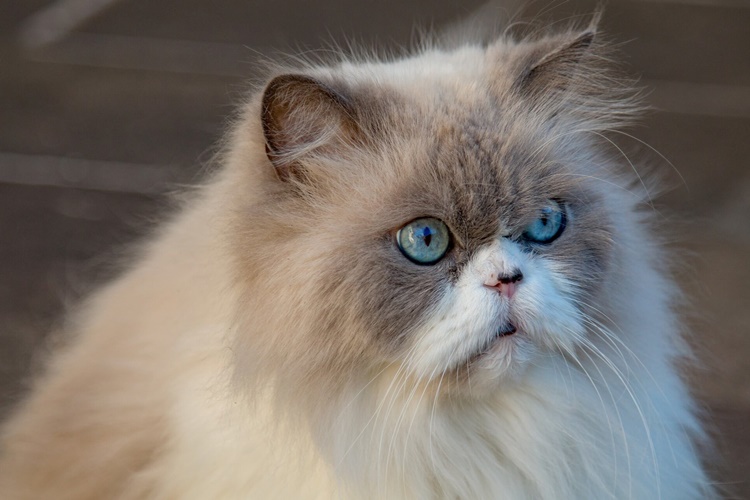 Kedi Doğum Anı Nasıl Anlaşılır?