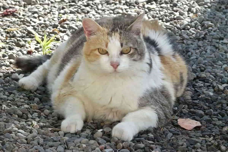 Kedi Doğum Yapamıyor Ne Yapmalıyım?