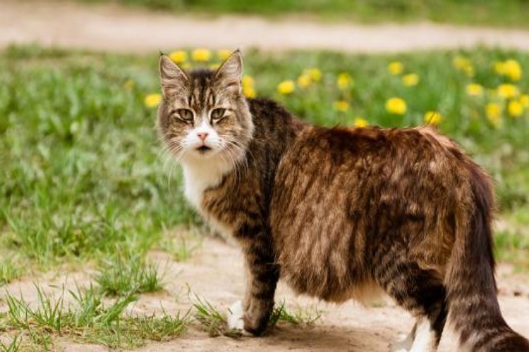 Kedi Doğum Yaparken Neden Ölür?