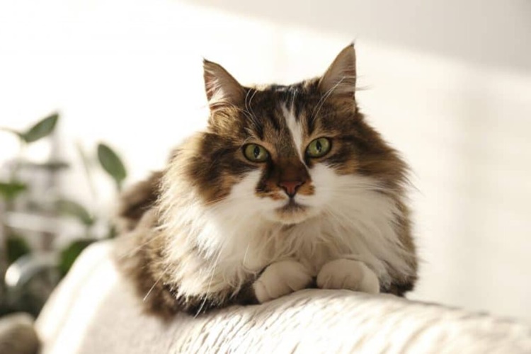Kedi Doğum Yapmazsa Ne Olur?