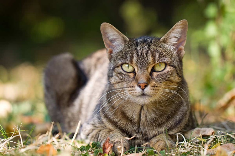 Kedi Doğumdan Sonra Davranışları Nasılıdır?
