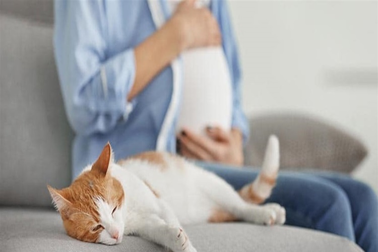 Kedi Doğumu Nasıl Hesaplanır?