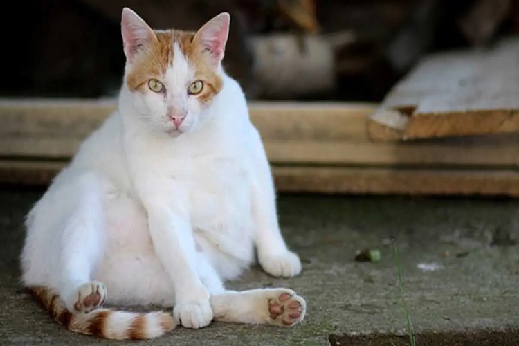 Kedi Doğumu Nasıl Kolaylaştırır?