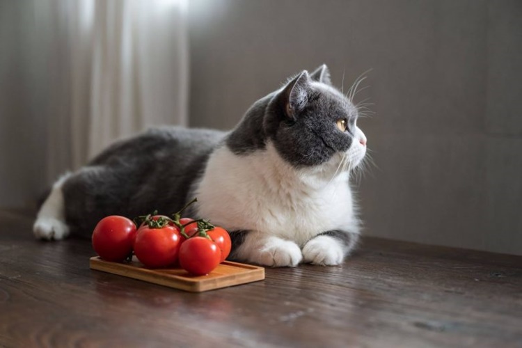 Kedi Domates Yerse Ne Olur?