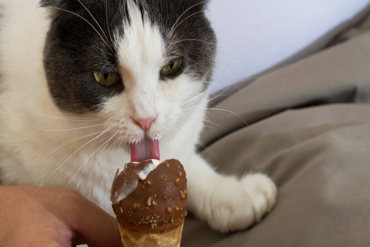 Kedi Dondurma Yerse Ne Olur?