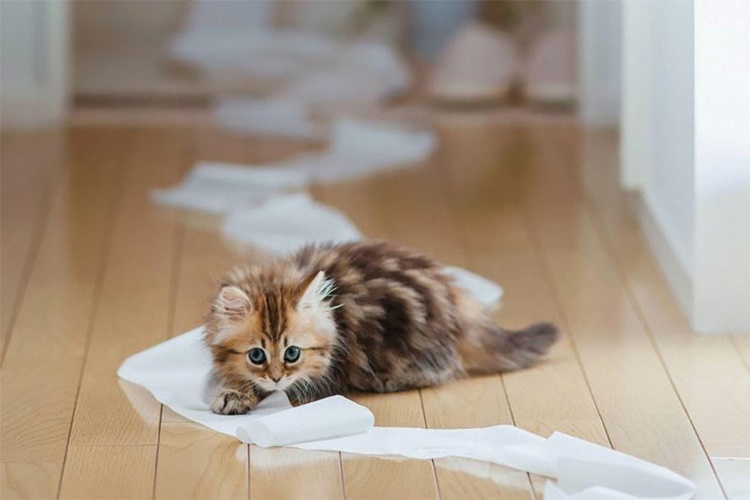 Kedi Eğitimi Nasıl Olur?