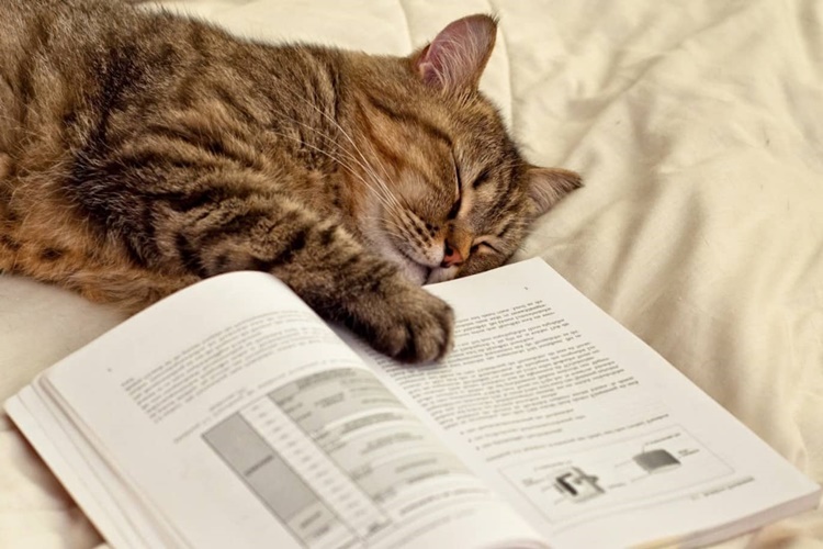 Kedi Eğitimi Nasıl Verilir?