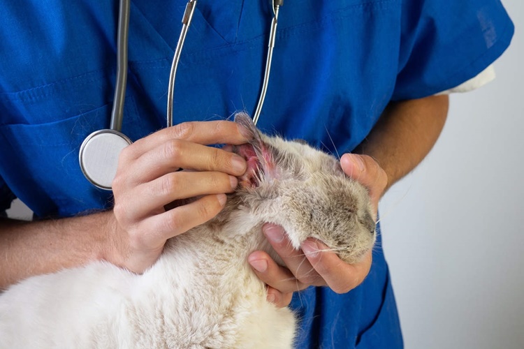 Kedi Egzaması İnsana Bulaşır Mı?