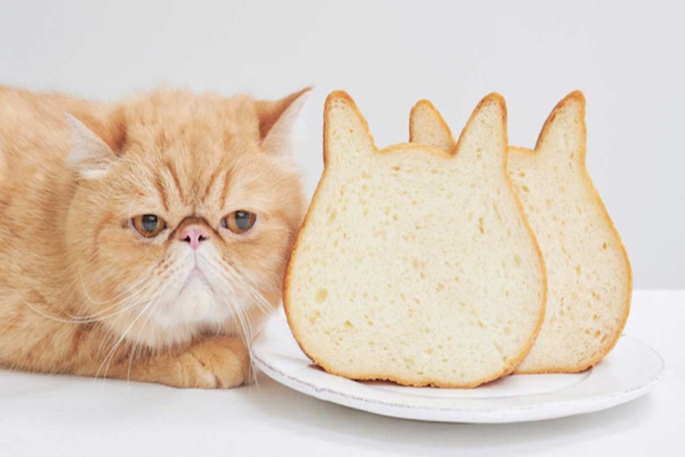 Kedi Ekmek Yer Mi?