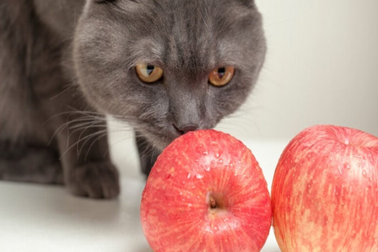 Kedi Elma Yer Mi?