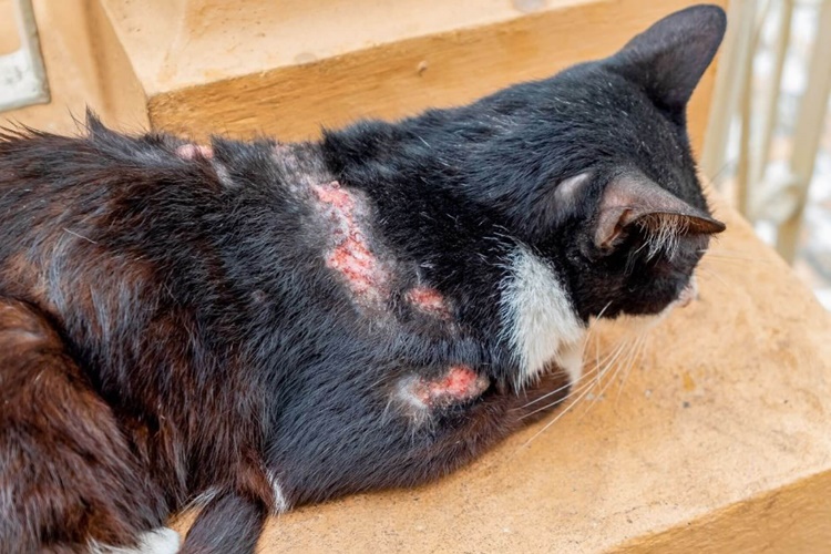 Kedi Enfeksiyonu İnsana Bulaşır Mı?