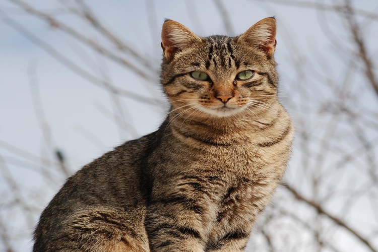 Kedi Ense Damlası Ne Kadar Sürede Etki Eder?