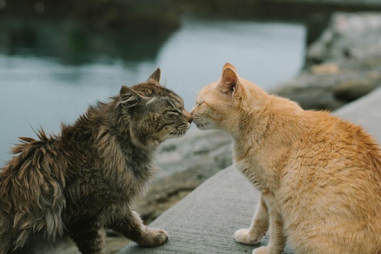  Kedi Eşini Yer Mi?