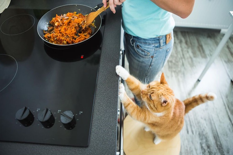Kedi Ev Yemeği Yer Mi?