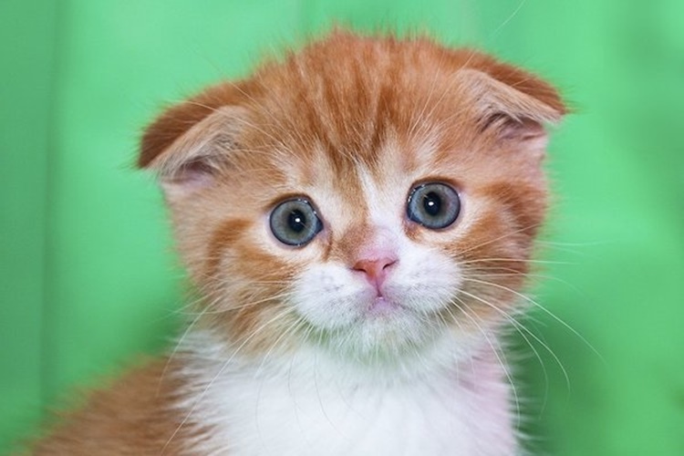 Kedi Evi Yapımı Ölçüleri Nelerdir?