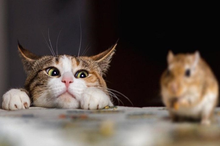  Kedi Fare Yer Mi?