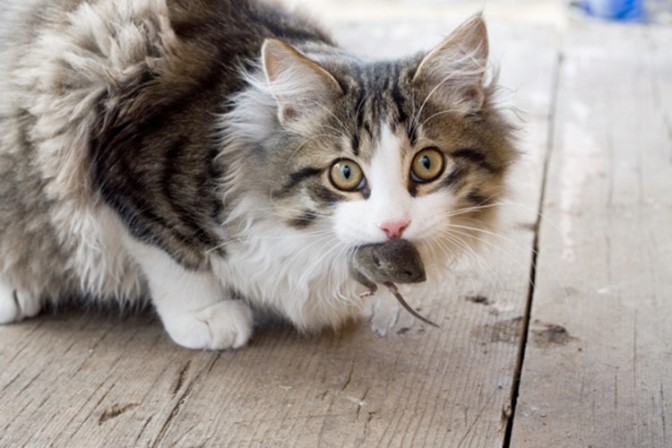 Kedi Fare Zehiri Yerse Ne Olur?