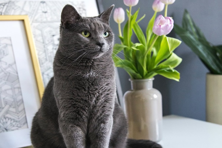 Kedi Fazla Malt Yerse Ne Olur?