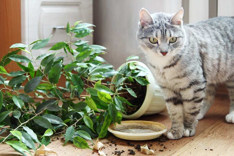 Kedi Fesleğen Yerse Ne Olur?