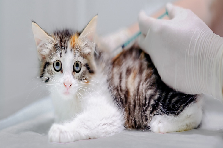 Kedi FİP Aşısı Fiyatı 2023 Ne Kadar?