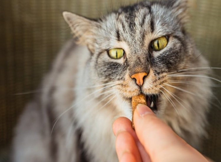  Kedi Fıstık Yer Mi?