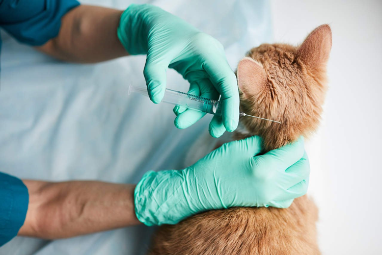 Kedi FIV Aşısı Fiyatı 2023 Ne Kadar?