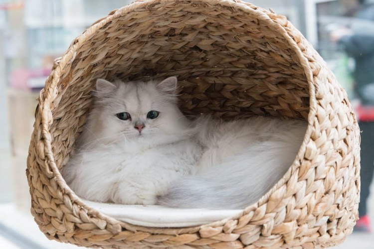 Kedi Fobisi Neden Olur?