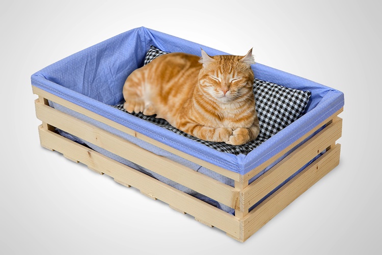 Kedi Fobisi Nedir?