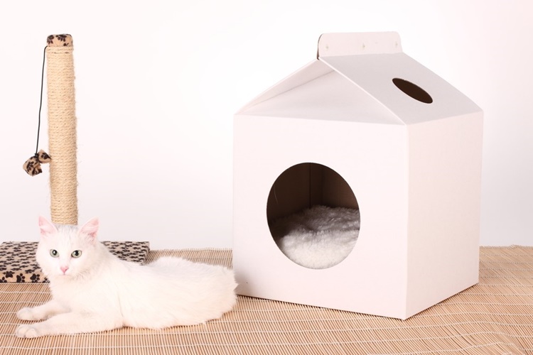 Kedi Fobisi Tedavisi Nasıl Olur?