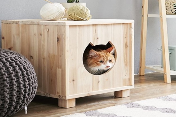 Kedi Fobisini Yenmek Mümkün Mü?