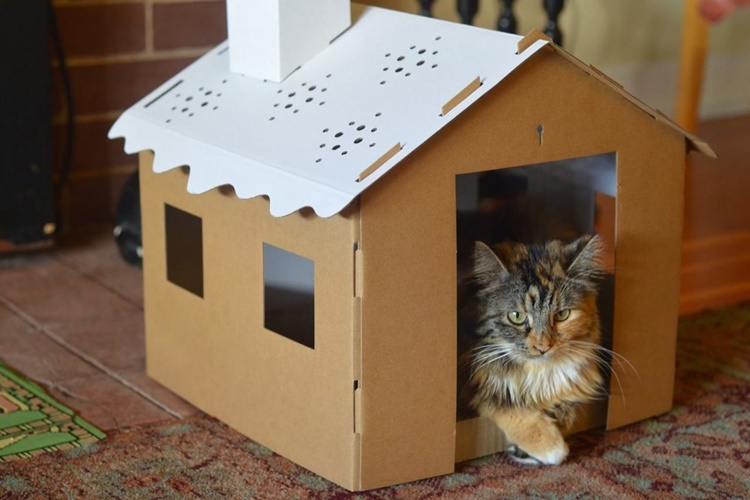 Kedi Fobisinin Bilimsel Adı Nedir?