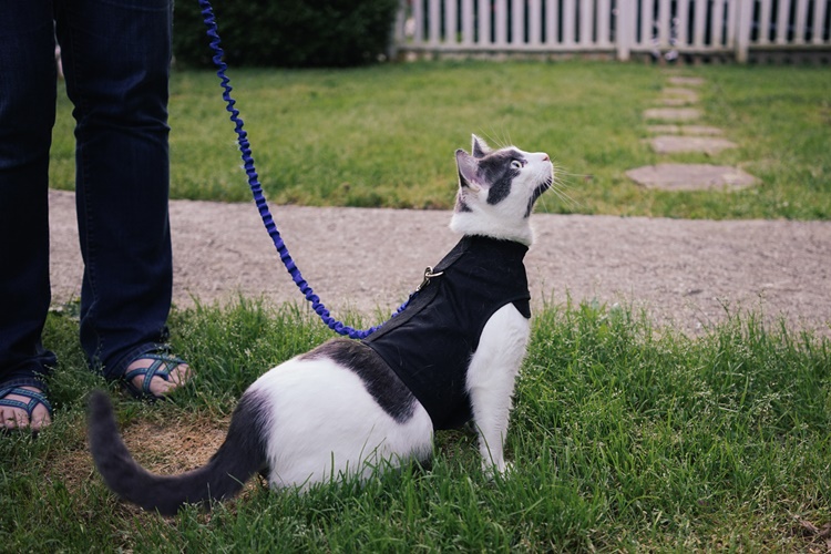  Kedi Gezdirme Hakkında Merak Edilen Bilgiler