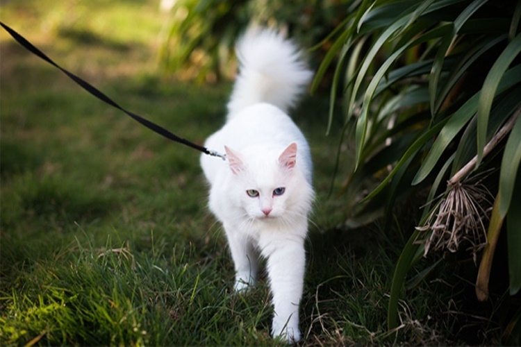 Kedi Gezdirmeye Çıkarılır Mı?