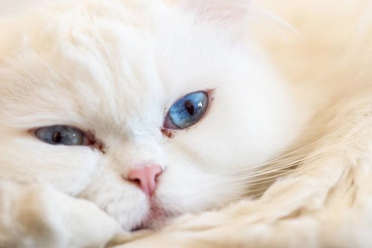 Kedi Göz Enfeksiyonu İnsana Bulaşır Mı?